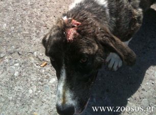 Αγρίνιο: Κακοποίησε τον σκύλο και τον πέταξε στα σκουπίδια!